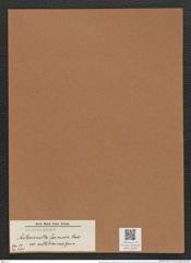 Asterionella formosa var. subtilissima Grun. (de-Toni-Nr.: Genus 70, Species 2691) Zeichnungen Sammlung Grunow Mappe 02910 (Herbarium_W_Grunow_drawings_Folder_02910)